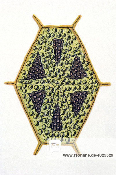 Historische Illustration  Vierhörniger Knochenfisch (Ostracion quadricornis)  Knochenplatte  Tafel 42  Ernst Haeckel  Kunstformen der Natur