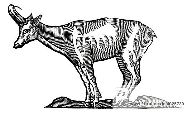 Holzschnitt  Gemse (Rupicapra)  Conrad Gesner  Historia animalium  1551  Renaissance