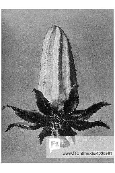 Historische Aufnahme  Knospe einer Glockenblume (Mindium campanuloides)  Karl Blossfeldt  Urformen der Kunst