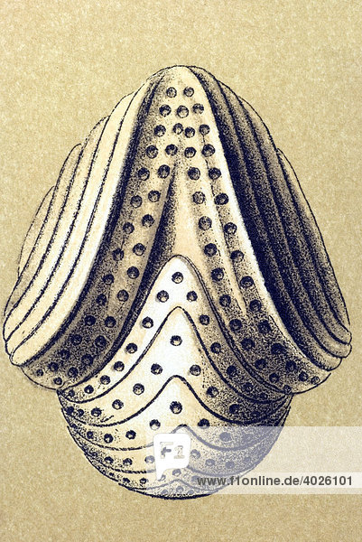 Historische Illustration  Tafel 12  Titel Talamophora - Kammerlinge  Name Miliola  16/ Orbiculina adunca  Fam Milioloda  Ernst Haeckel  Kunstformen der Natur