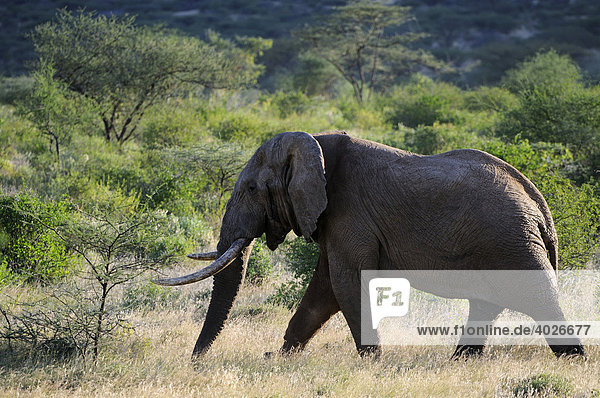 Afrikanischer Elefant (Loxodonta africana)  alter Bulle  Samburu National Reserve  Kenia  Ostafrika  Afrika