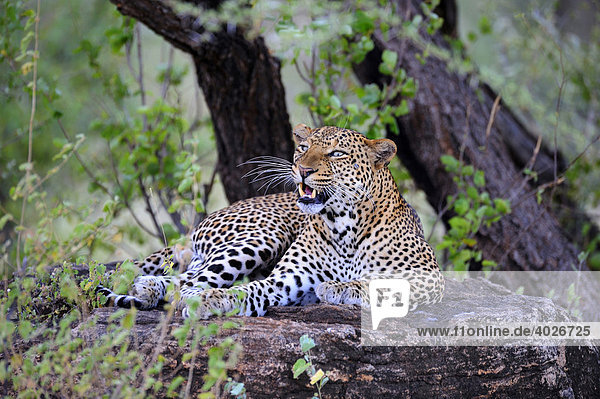 Afrikanischer Leopard (Panthera pardus pardus)  ruhend auf Steinblock  Samburu National Reserve  Kenia  Ostafrika  Kenia