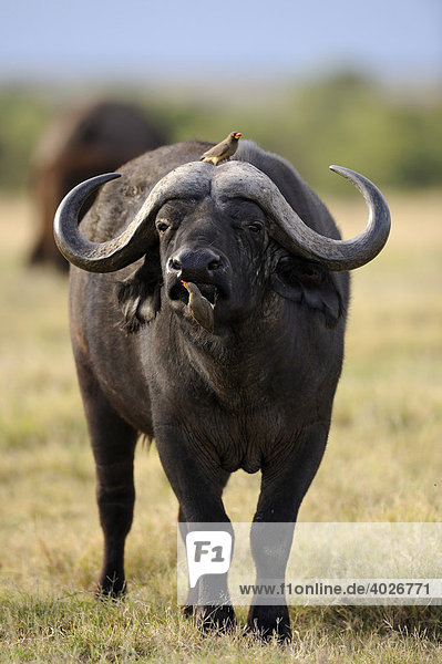 Afrikanischer Büffel (Syncerus caffer) wird von Gelbschnabel-Madenhacker (Buphagus africanus) nach Parasiten abgesucht  Sweetwater Game Reserve  Kenia  Ostafrika  Afrika