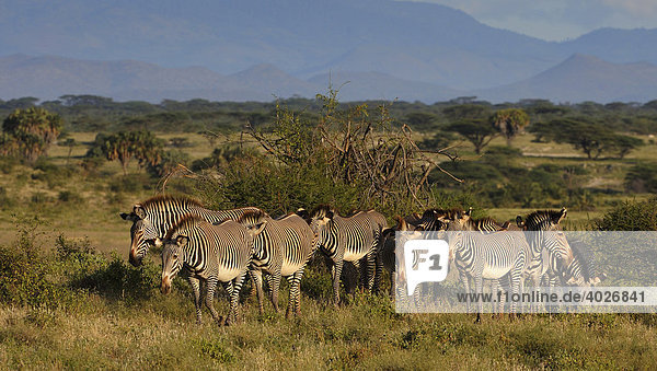 Grevyzebras (Equus grevyi)  Herde in der Landschaft  Samburu National Reserve  Kenia  Ostafrika  Afrika