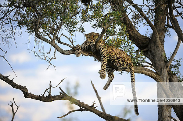 Leopard (Panthera pardus) auf seinem Ruhebaum zur blauen Stunde  Masai Mara  Nationalpark  Kenia  Ostafrika  Afrika