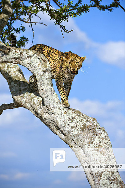 Leopard (Panthera pardus)  Masai Mara  Nationalpark  Kenia  Ostafrika  Afrika