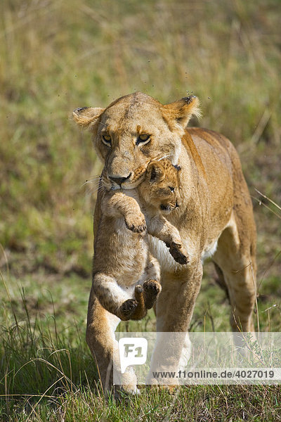 Lion (Panthera leo) lioness carrying cub in mouth Masia Mara national park Kenya East Africa