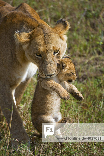 Lion (Panthera leo) lioness carrying cub in mouth Masia Mara national park Kenya East Africa