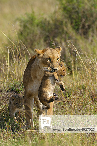 Löwe (Panthera leo)  Löwin trägt Junges im Maul  Masai Mara  Nationalpark  Kenia  Ostafrika  Afrika