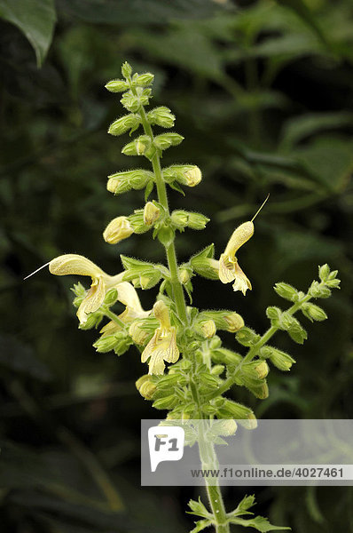 Klebriger Salbei  Gelber Salbei (Salvia glutinosa)