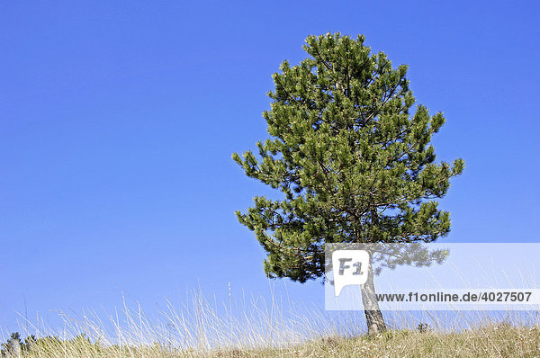 Gemeine Kiefer  Föhre (Pinus sylvestris)  Provence  Südfrankreich  Frankreich  Europa