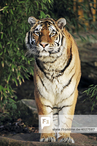 Sibirischer Tiger  Amurtiger (Panthera tigris altaica)