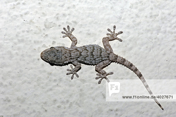 Gecko  Hausgecko  Mauergecko (Tarentola mauritanica)  Provence  Südfrankreich  Frankreich  Europa