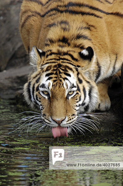 Sibirischer Tiger  Amurtiger (Panthera tigris altaica)  trinkend