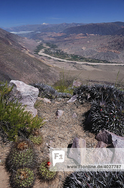 Landscape with cacti near Tilcara  Jujuy Province  Argentina  South America
