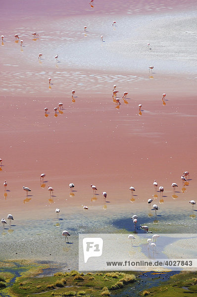 Flamingos in Laguna Colorada  Altiplano  Bolivien  Südamerika