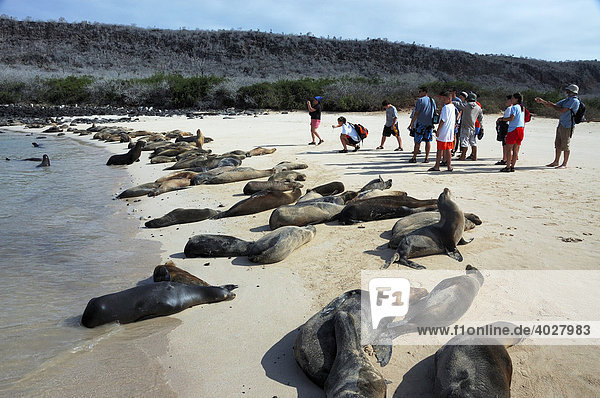 Touristen und Galápagos Seelöwen (Zalophus wollebaeki)  die in der Sonne faulenzen  Galápagos-Inseln  Española insel  Ecuador  Südamerika