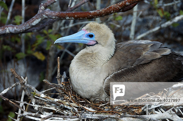 Rotfußtölpel (Sula sula websteri) im Nest  Galápagos-Inseln  Ecuador  Südamerika