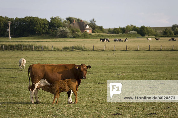 Kuh mit Kalb auf Weide Nordfriesland Schleswig-Holstein Deutschland Europa