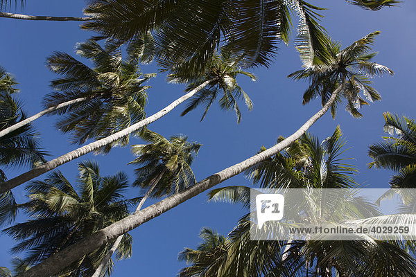 Kokospalmen am Playa Medina  Karibik  Venezuela  Südamerika