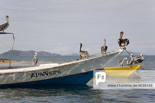 Pelikane auf einem Ausflugsboot in der Karibik,  Santa Fe,  Venezula,  Südamerika