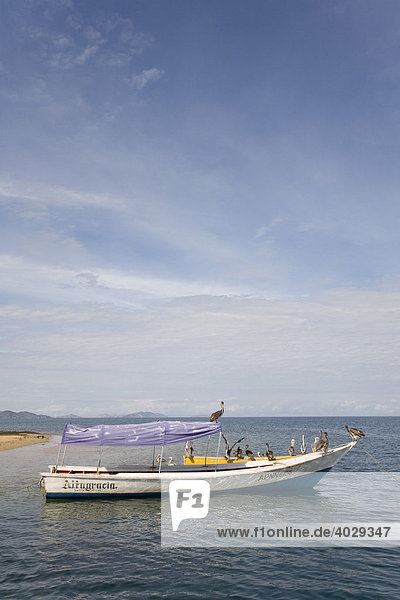 Pelikane auf einem Ausflugsboot in der Karibik  Santa Fe  Venezula  Südamerika