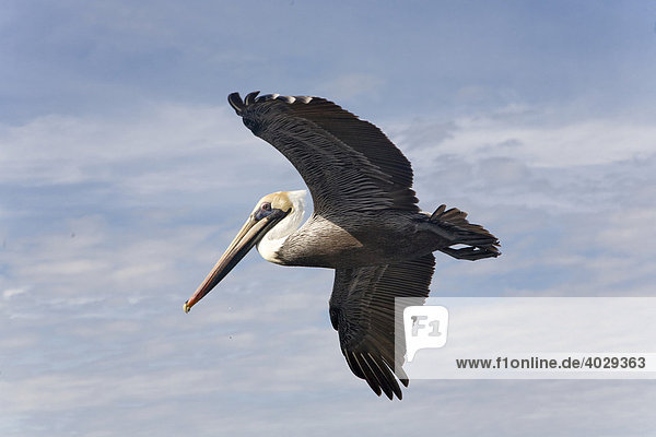 Pelikan im Flug  Sant Fe  Karibik  Venezula  Südamerika