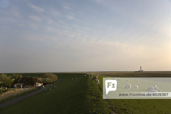 Leuchtturm Westerheversand im Deichvorland  Westerhever  Nordsee  Nordfriesland  Schleswig-Holstein  Norddeutschland  Deutschland  Europa