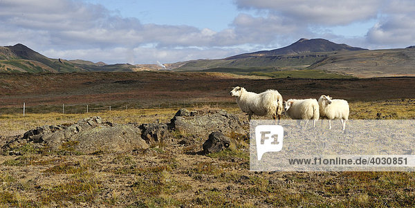 Bewachsene Lavafelder mit Schafen im Vulkangebiet der Krafla und Blick auf das Geothermalkraftwerk Kröfluvirkjun  Mývatn  Island  Europa