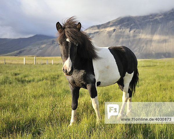 Icelandic Horse  Icelandic Pony  Iceland  Europe
