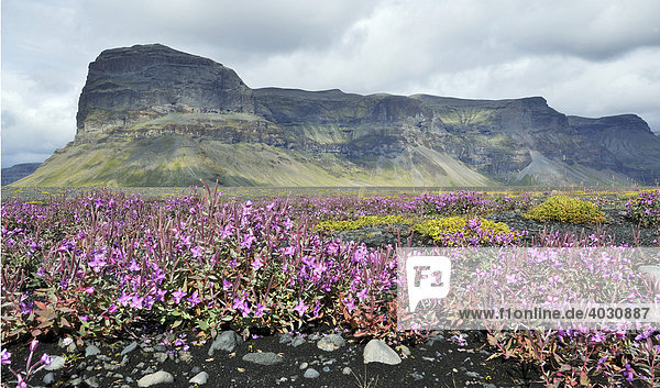 Flusstal mit schwarzer Vulkanerde und blühenden Pflanzen vor Tafelberg  Südküste  Island  Europa