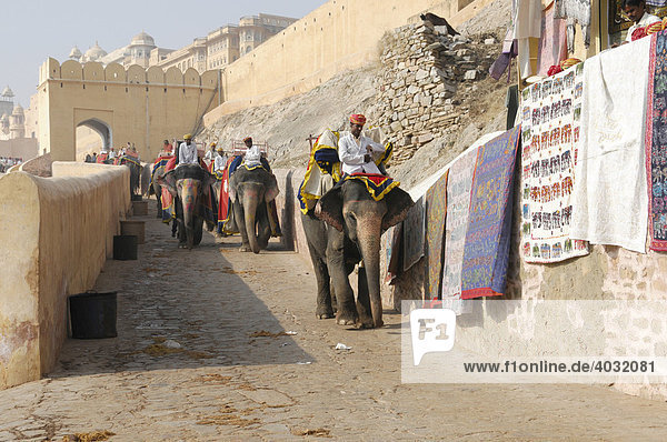 Elephants at Amber Palace  Rajasthan  North India  Asia