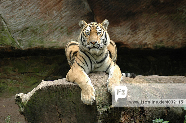 Sibirischer Tiger (Panthera tigris altaica)  Tierpark  Deutschland  Europa