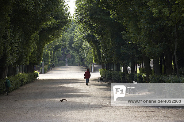 Frau spaziert durch Allee im Park Schloss Schönbrunn  ein Eichhörnchen huscht über den Weg  Wien  Österreich  Europa