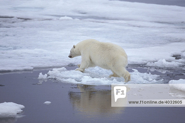 Eisbär (Ursus maritimus)  springt über Eis  Spitzbergen  Svalbard  Arktischer Ozean