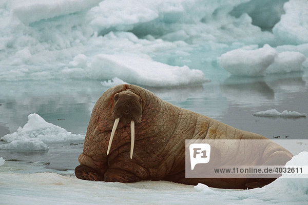 Walross (Odobenus rosmarus)  liegt auf Eis  Spitzbergen  Svalbard  Arktischer Ozean