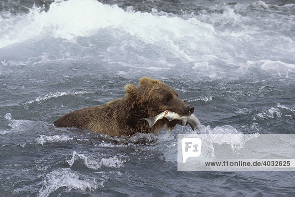 Braunbär (Ursus arctos) mit einem Fisch im Maul