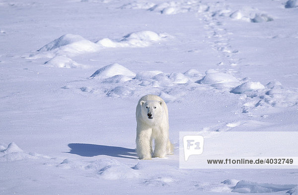 Eisbär (Ursus maritimus)  Svalbard  Spitzbergen