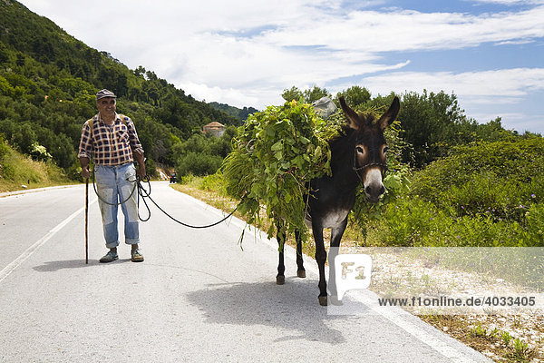 Einheimischer Bauer mit beladenem Esel auf der Landstraße  Insel Mljet  Dubrovnik-Neretva  Dalmatien  Kroatien  Europa