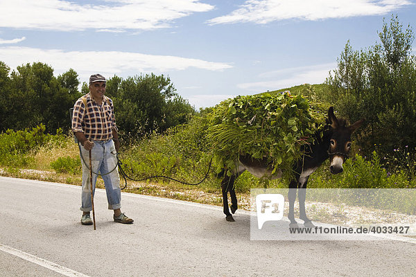 Einheimischer Bauer mit beladenem Esel auf der Landstraße  Insel Mljet  Dubrovnik-Neretva  Dalmatien  Kroatien  Europa