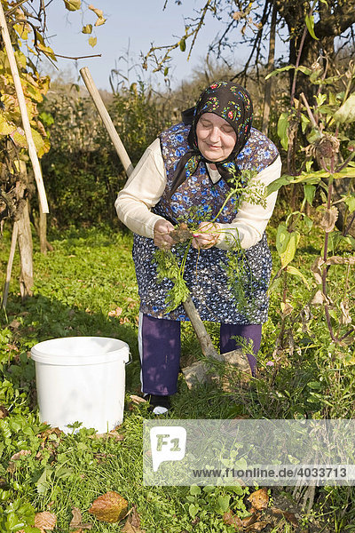 Rumänische Frau mit Kopftuch bei der Ernte von Karotten  Bezded  Salaj  Siebenbürgen  Transsilvanien  Rumänien  Europa
