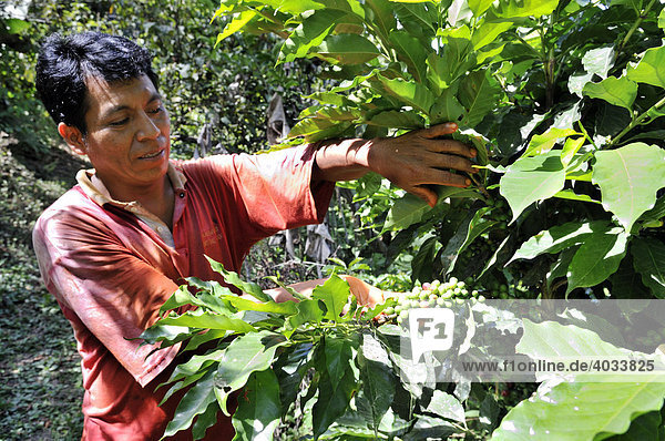 Farmer harvesting organic coffee  Fair Trade  Via Exaltacion  Caranavi  Bolivia  South America