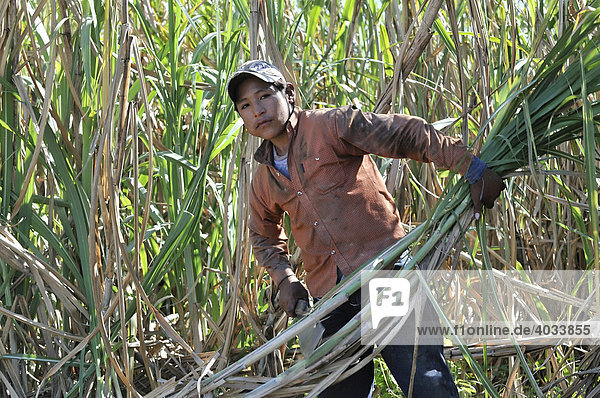 Underage migrant worker harvesting sugar cane for the production of ethanol and biodiesel  Montero  Santa Cruz  Bolivia  South America