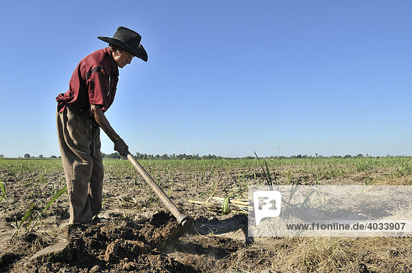 Alter Mann baut Zuckerrohr für die Produktion von Biodiesel an  Montero  Santa Cruz  Bolivien  Südamerika