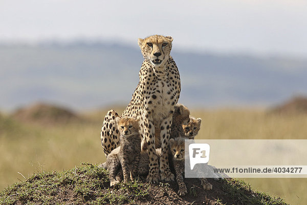 Gepard (Acinonyx jubatus) mit Jungtieren