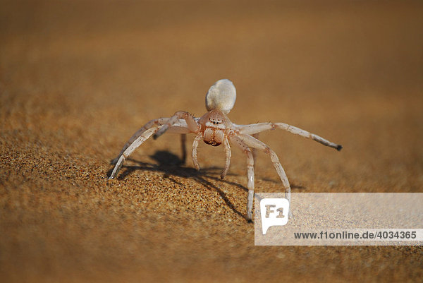 Tanzende Weiße Dame-Spinne  Dancing White Lady (Leucorchestris arenicola)  Namib-Wüste bei Swakopmund  Namibia  Afrika