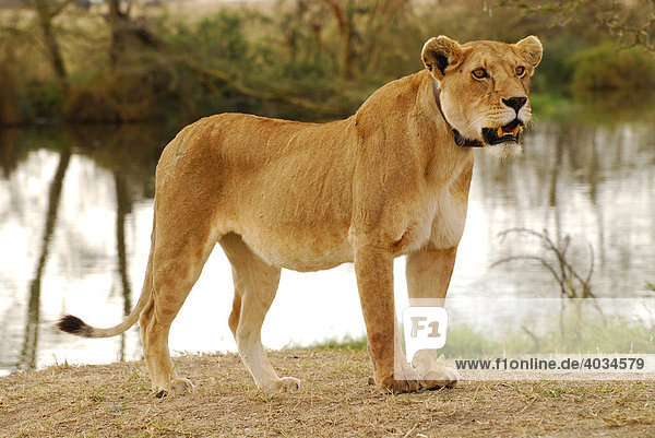 Lioness (Panthera leo) with transmitter collar Serengeti National Park Tanzania Africa