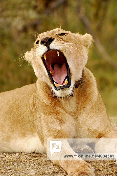 Lioness (Panthera leo) yawning Serengeti National Park Tanzania Africa