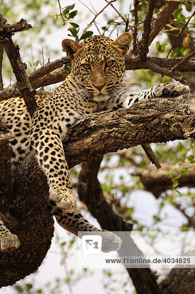 Leopard (Panthera pardus) in einem Baum  bei Seronera  Serengeti National Park  Tansania  Afrika