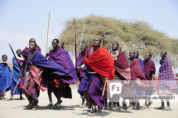 Massai doing a traditional dance in the village of Kiloki  Serengeti  Tanzania  Africa